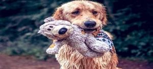 Incrementa el abandono de animales en Culiacán