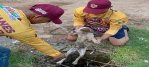 Rescatan a perrito de registro de aguas negras