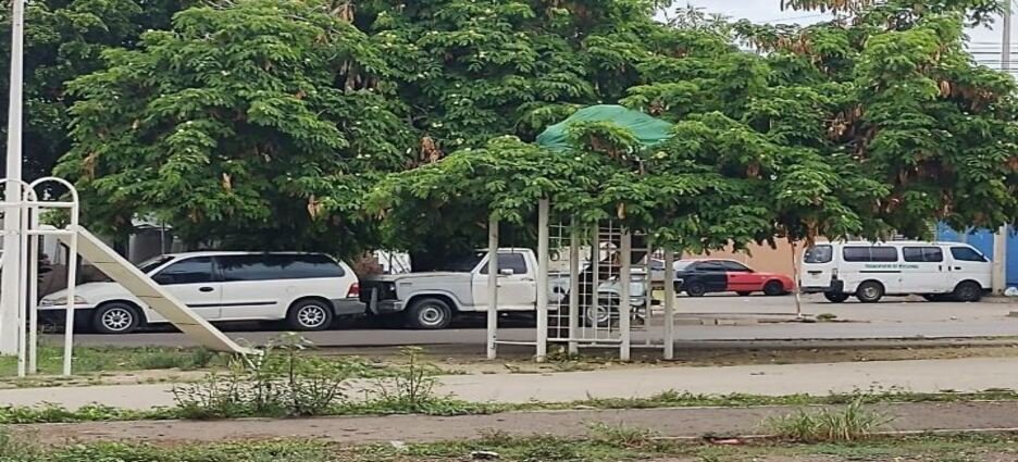 Descubren a hombre camuflado en un árbol