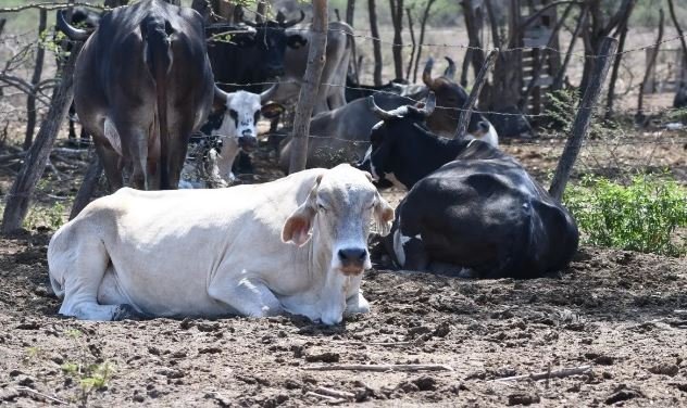 Municipios de Sinaloa sin agua para ganado