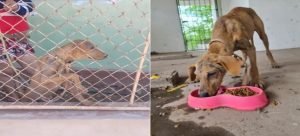 Denuncian caso extremo de abuso animal