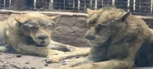 Llegan felinos en malas condiciones de salud a Culiacán