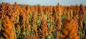 Buenos resultados con la cosecha de sorgo en Sinaloa