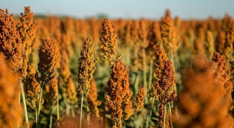 Buenos resultados con la cosecha de sorgo en Sinaloa