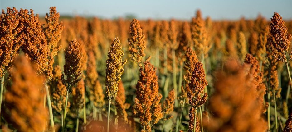 Buenos resultados con la cosecha de sorgo en Sinaloa