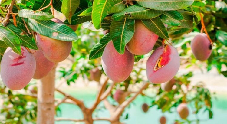 Prometen mantener el precio base del mango en Sinaloa