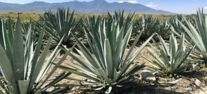 Tierras del sur del estado podrían cultivar mezcal
