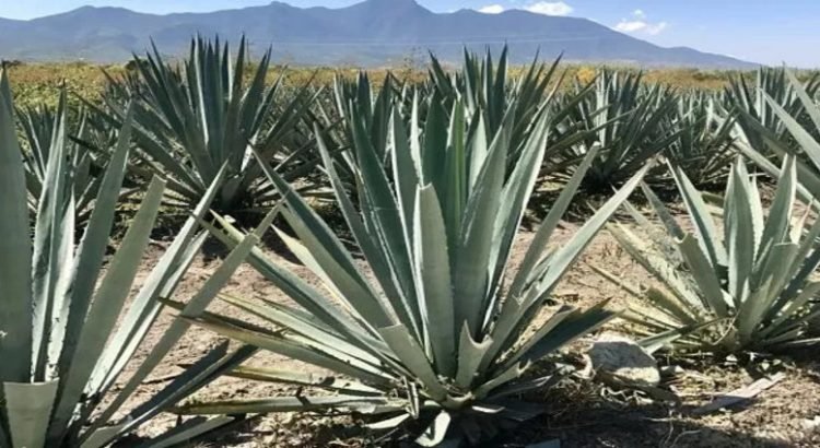 Tierras del sur del estado podrían cultivar mezcal