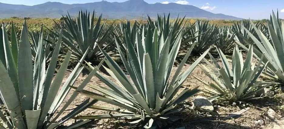 Tierras del sur del estado podrían cultivar mezcal