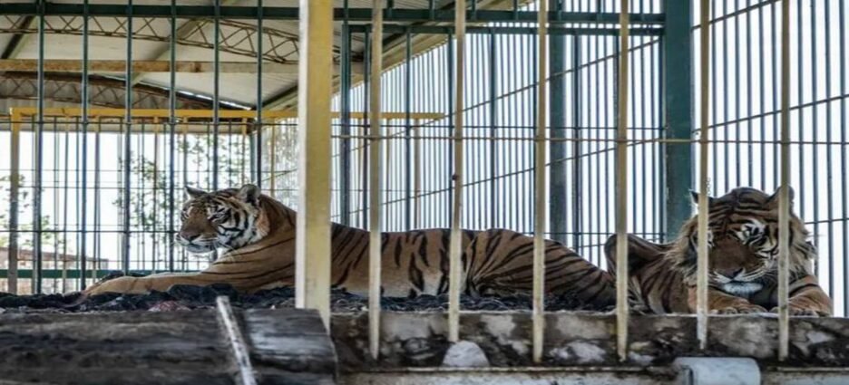 Realizarán traslado de felinos a Zoológicos de Sinaloa