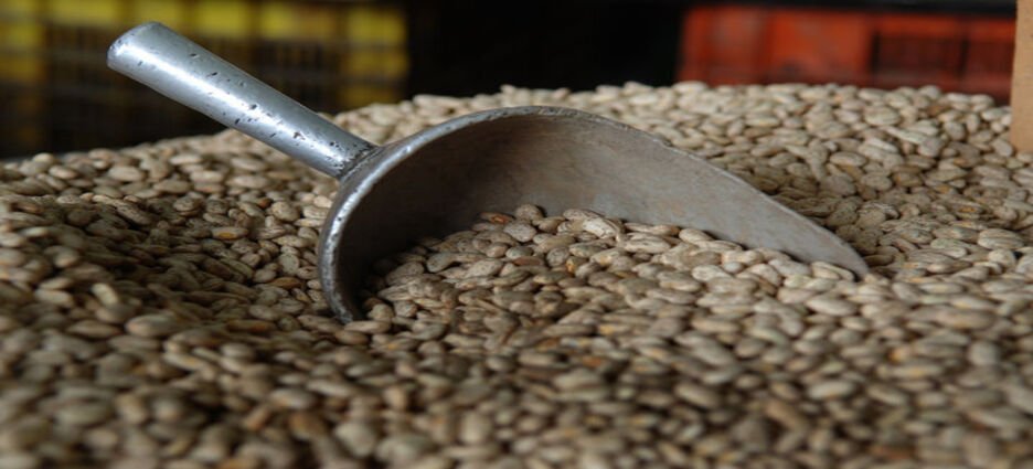 Venta de frijol no fue rentable esta temporada