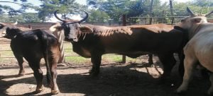 No es suficiente el pago por reces enfermas