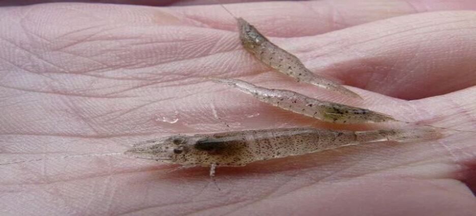 El camarón en Sinaloa parece no crecer