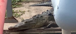 Captan a un lagarto en la ciudad