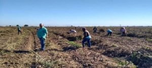 Productores reciben pocas ganancias pese a los altos precios en el mercado