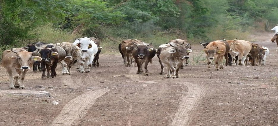 Ganadería en el estado no cumple con lineamientos de movilidad y sanidad