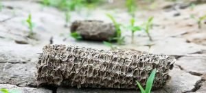 Detectan tortillas que hacen daño a la salud en Sinaloa