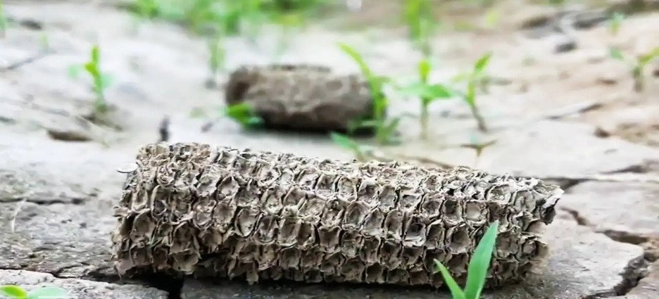 Detectan tortillas que hacen daño a la salud en Sinaloa