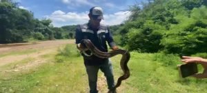 Aumentan avistamientos de serpientes en la zona urbana