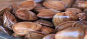 Se aprueba veda de 1 año para la almeja chocolata en Sinaloa