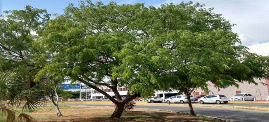 Proponen Ley para la Protección, Conservación y Fomento del Arbolado