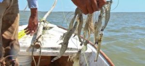 Buena captura de camarón en el sur de Sinaloa