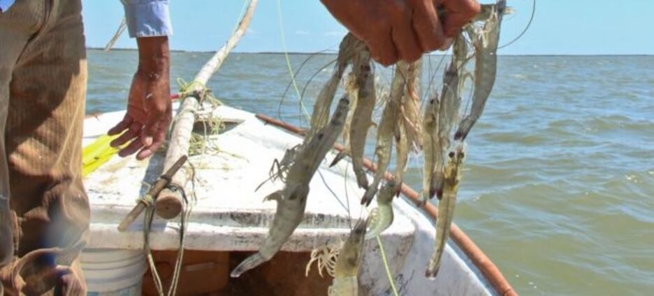 Buena captura de camarón en el sur de Sinaloa