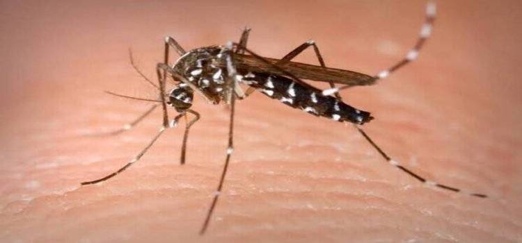 Incrementan casos de dengue en la zona norte de Sinaloa Incrementan casos de dengue en la zona norte de Sinaloa