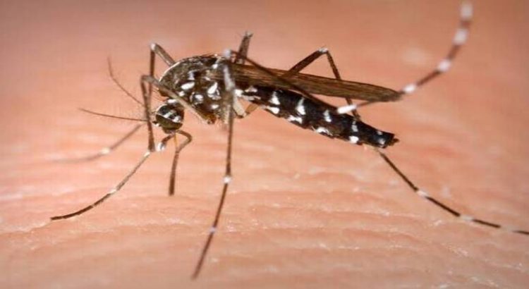 Incrementan casos de dengue en la zona norte de Sinaloa