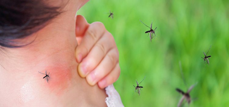 Sinaloa se mantiene en 154 casos de dengue