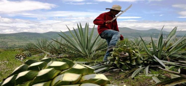 Sinaloa podrá vender y exportar mezcal