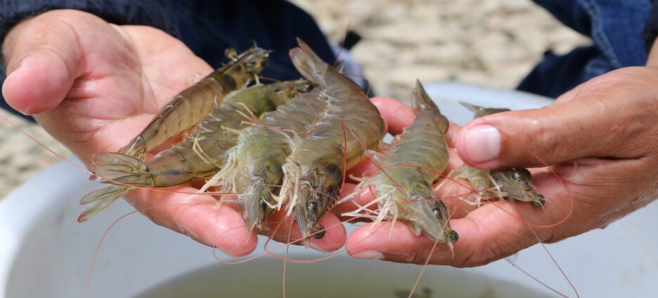 Pescadores piden que se levante la veda de camarón