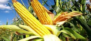 El gobernador planea incrementar la producción de maíz en el estado