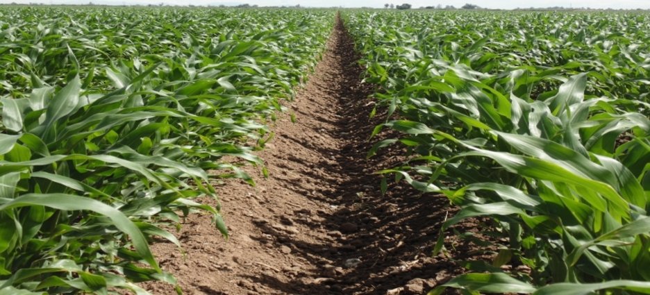 Inicia oficialmente el ciclo agrícola en Sinaloa