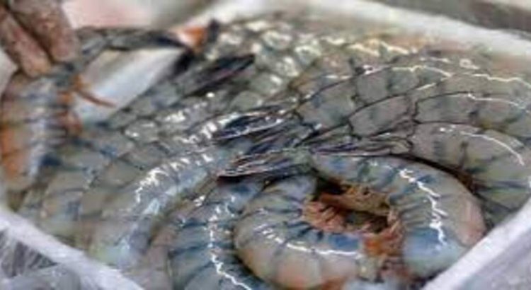 Pescadores del estado de Sinaloa temen por la llegada de camarón de Ecuador