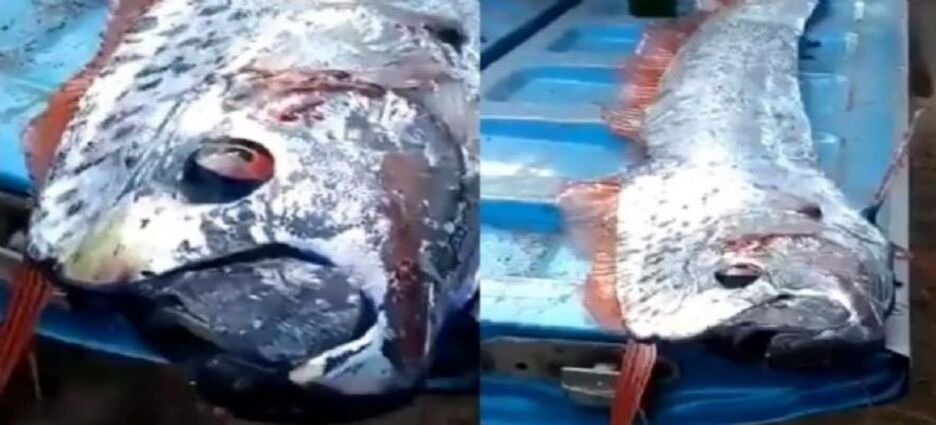 Encuentran en Sinaloa un pez Remo, conocido por predecir terremotos