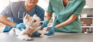 Proponen iniciativa para para volver gratuitos servicios veterinarios