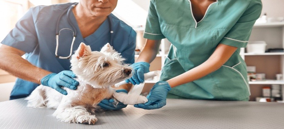 Proponen iniciativa para para volver gratuitos servicios veterinarios