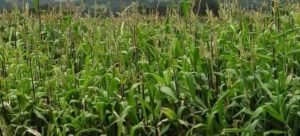 Se hizo la primera entrega de apoyos de coberturas a maiceros del estado