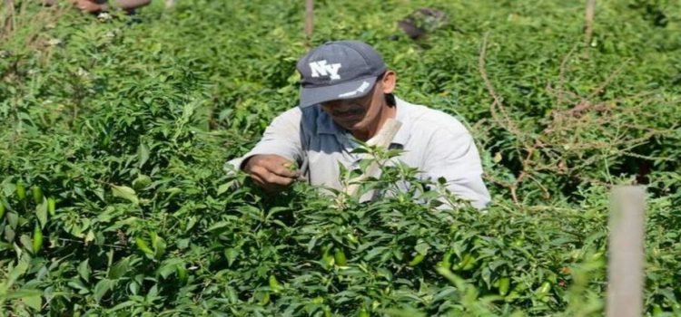 Productores piden un retiro gradual de los fertilizantes