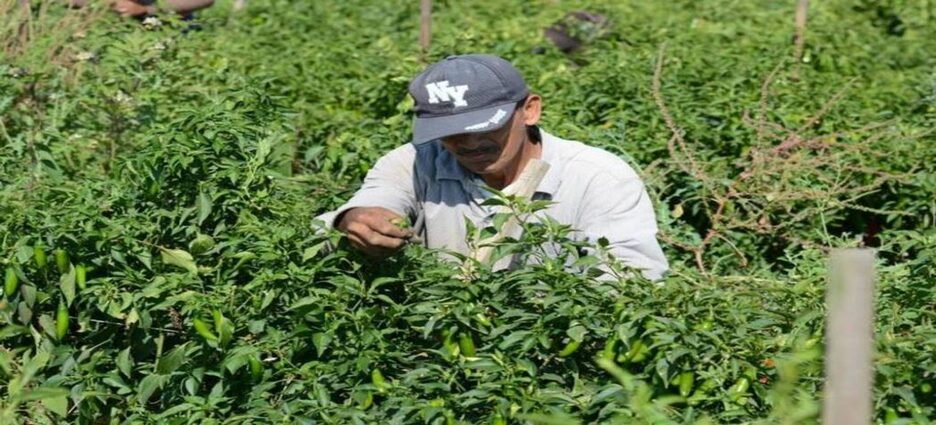 Productores piden un retiro gradual de los fertilizantes