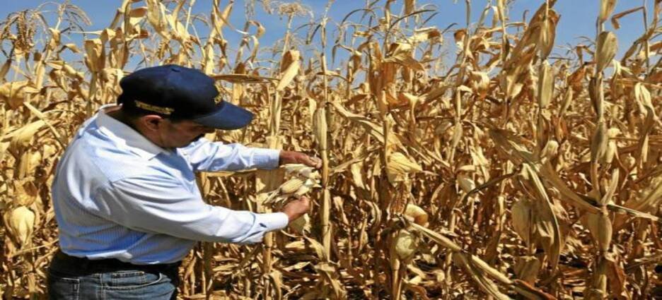 Más de 9 mil maiceros reciben apoyo para la compra de coberturas