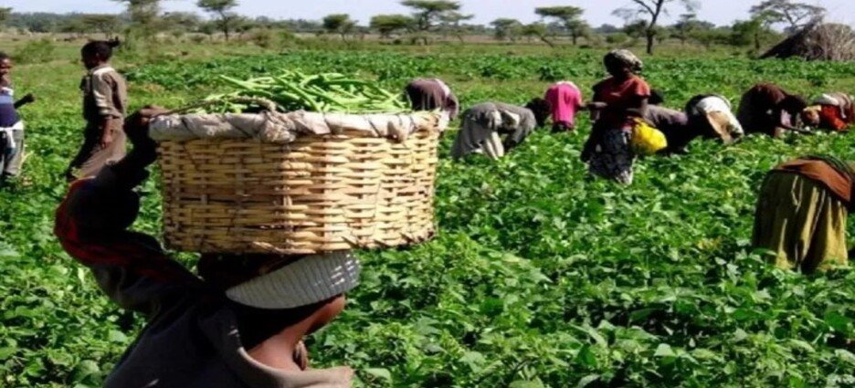 Continua la existencia de trabajo infantil en campos agrícolas