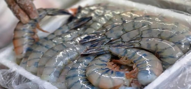 Los acuacultores de Coades están contentos por que el camarón ecuatoriano esta fuera