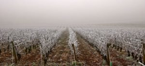 Productores preocupados por las posibles heladas en el estado