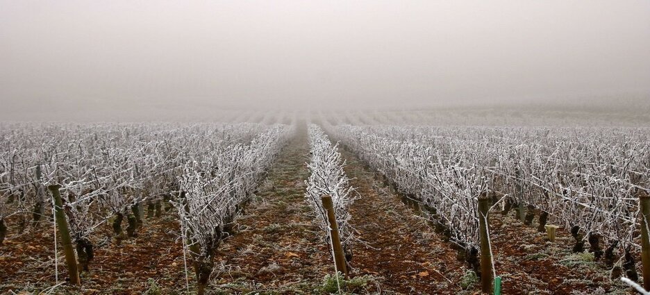 Productores preocupados por las posibles heladas en el estado