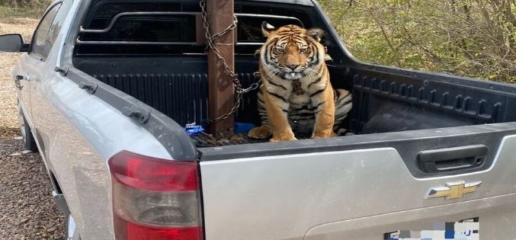 Tigre de bengala es resguardado en el Zoológico de Culiacán