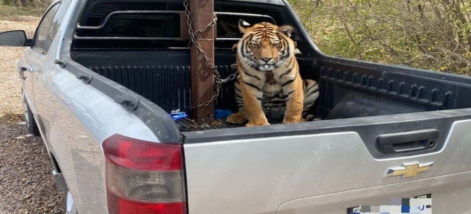 Tigre de bengala es resguardado en el Zoológico de Culiacán