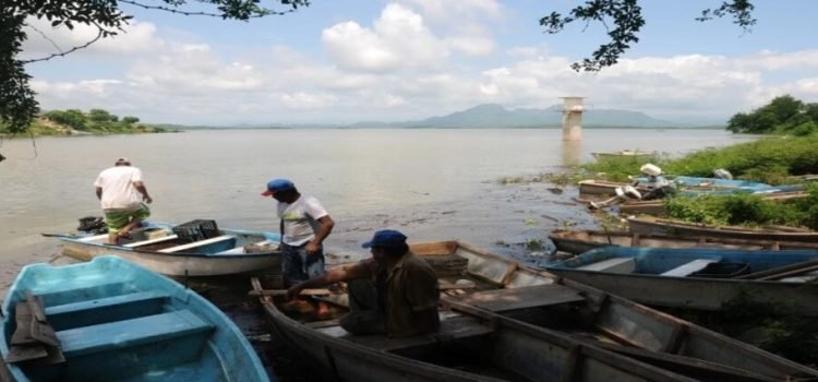 Especies invasoras ponen en peligro la producción de tilapia en la presa de Sanalona