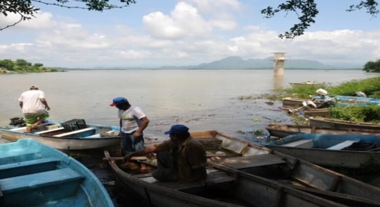 Especies invasoras ponen en peligro la producción de tilapia en la presa de Sanalona